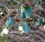 saisons